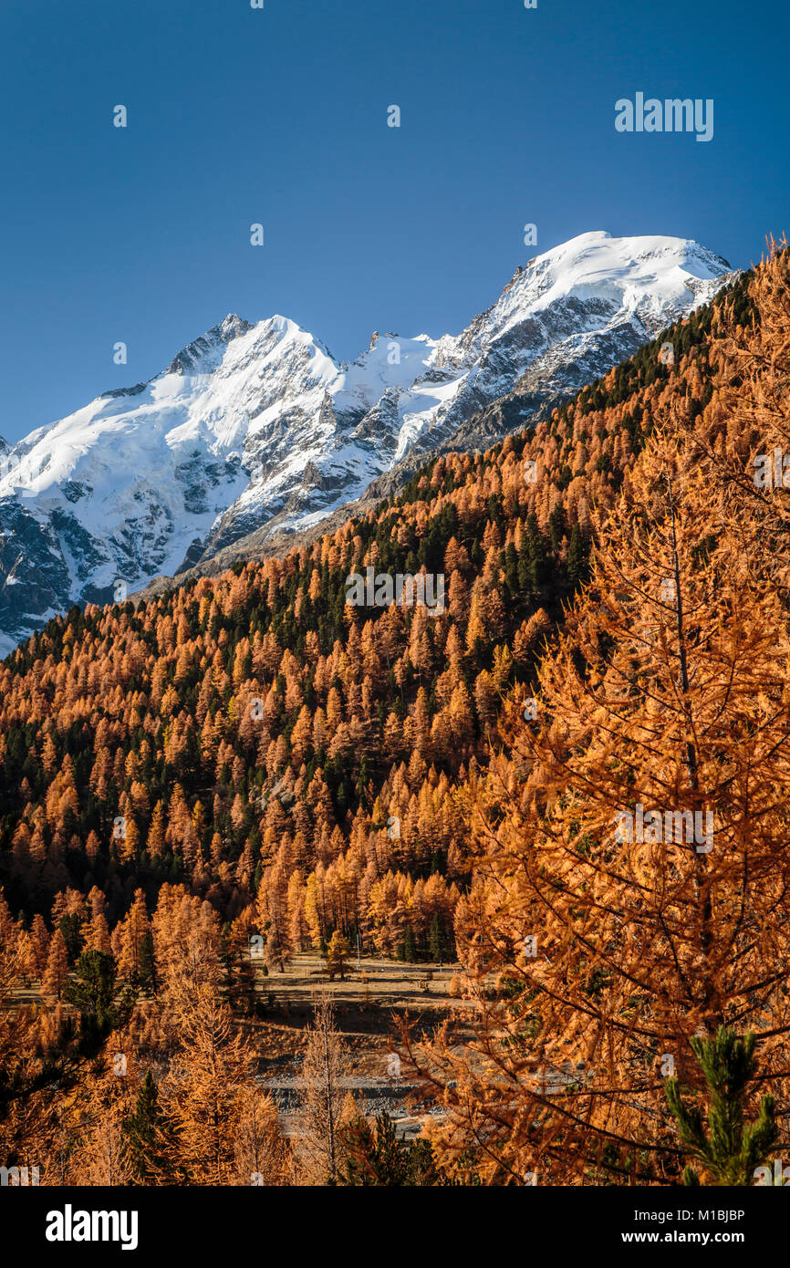 Les pics enneigés des Bernina, Glacier Morteratsch et couleur des feuilles d'automne dans la vallée de la Bernina, Suisse, Europe. Banque D'Images