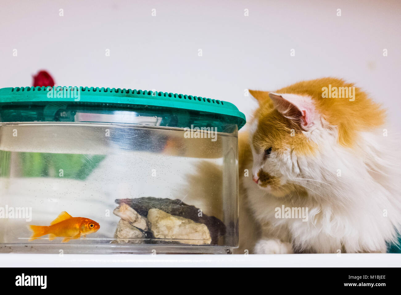 Chat blanc et rouge se tourne avec une grande curiosité les poissons rouges dans l'aquarium à la maison Banque D'Images