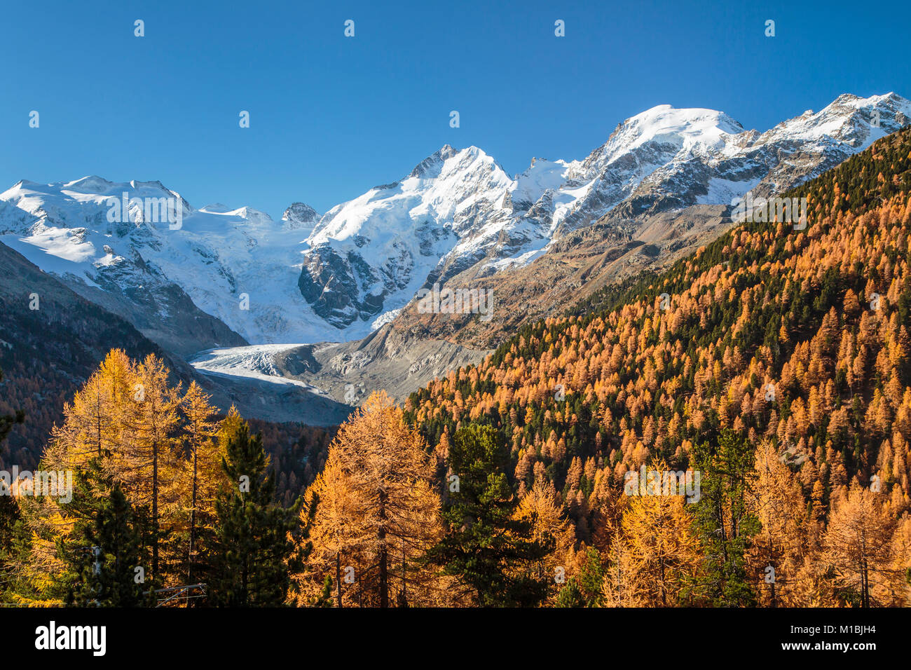 Les pics enneigés des Bernina, Glacier Morteratsch et couleur des feuilles d'automne dans la vallée de la Bernina, Suisse, Europe. Banque D'Images