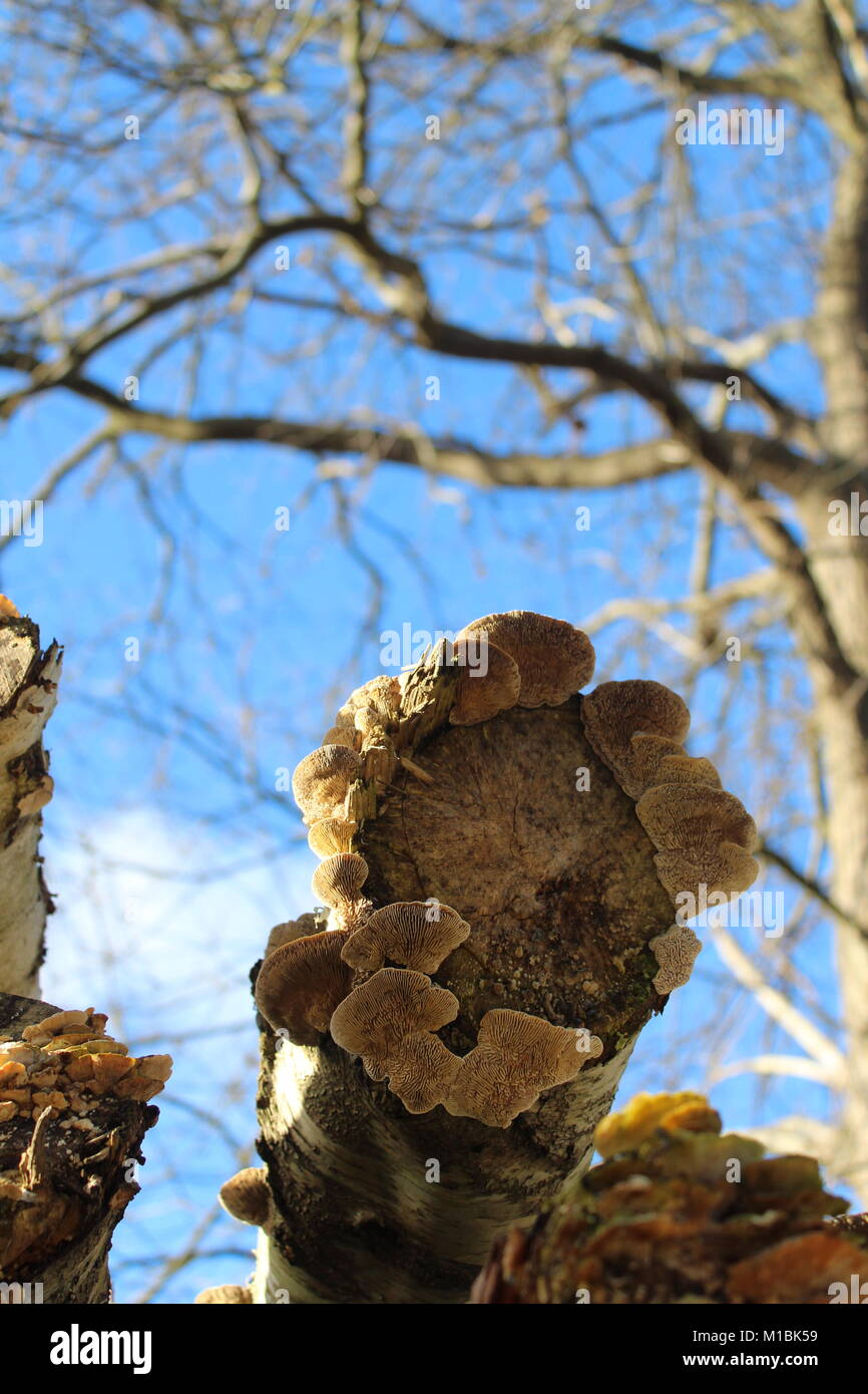 Sur les champignons forestiers (bois mort) Banque D'Images