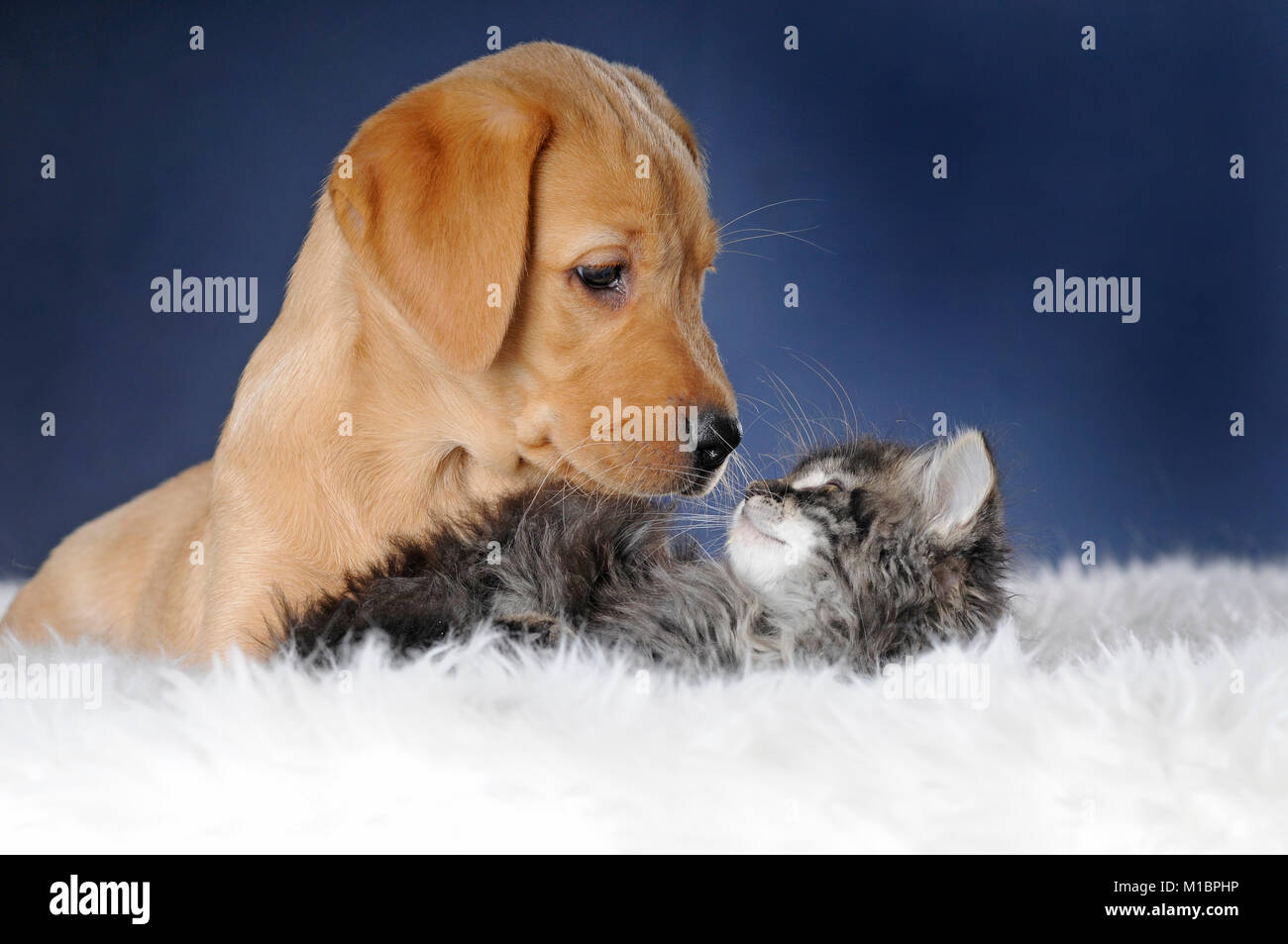Labrador Retriever, jaune, chiot et jeune chat de maison, maquereau, assis à côté des autres à la fourrure et à la recherche à l'autre Banque D'Images