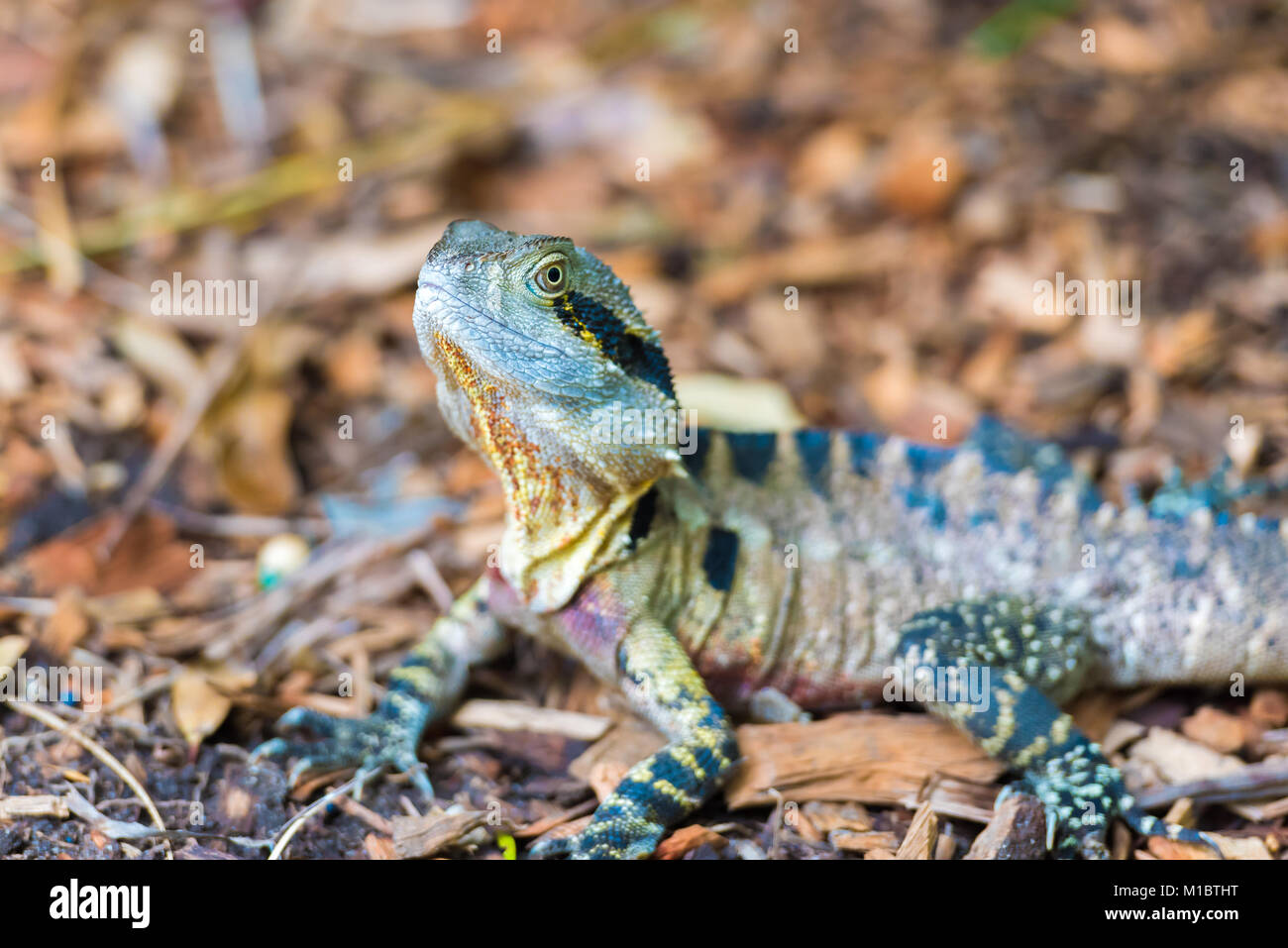 L'eau de l'Est de l'Australie en couleurs avec l'accent sur les yeux du Dragon Banque D'Images