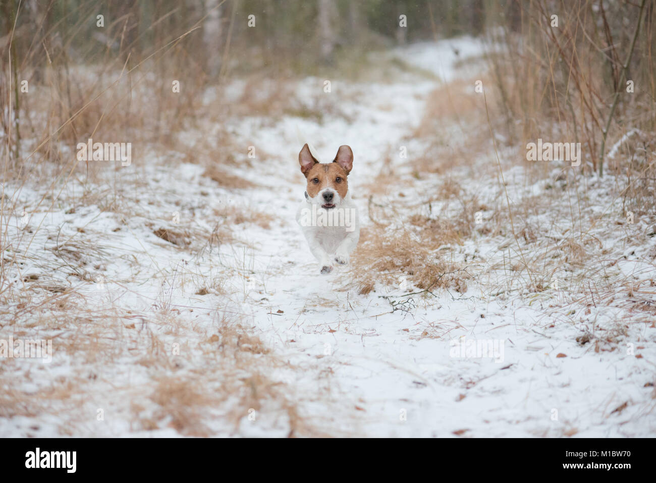 Promenade de chiens à la course en forêt d'hiver par la neige path Banque D'Images