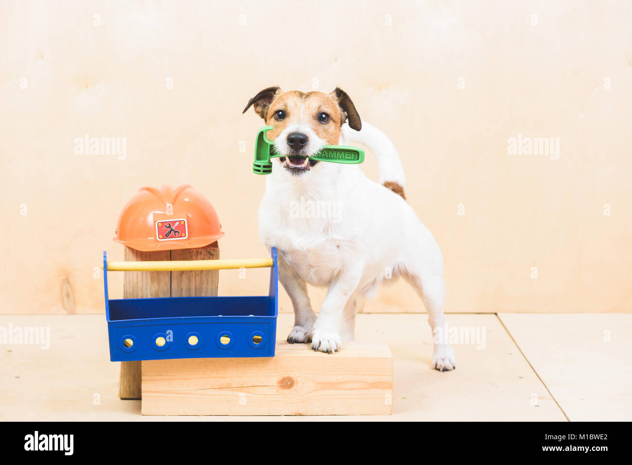 Faire vous-même (DIY) concept avec funny dog comme assistant de constructeurs Banque D'Images