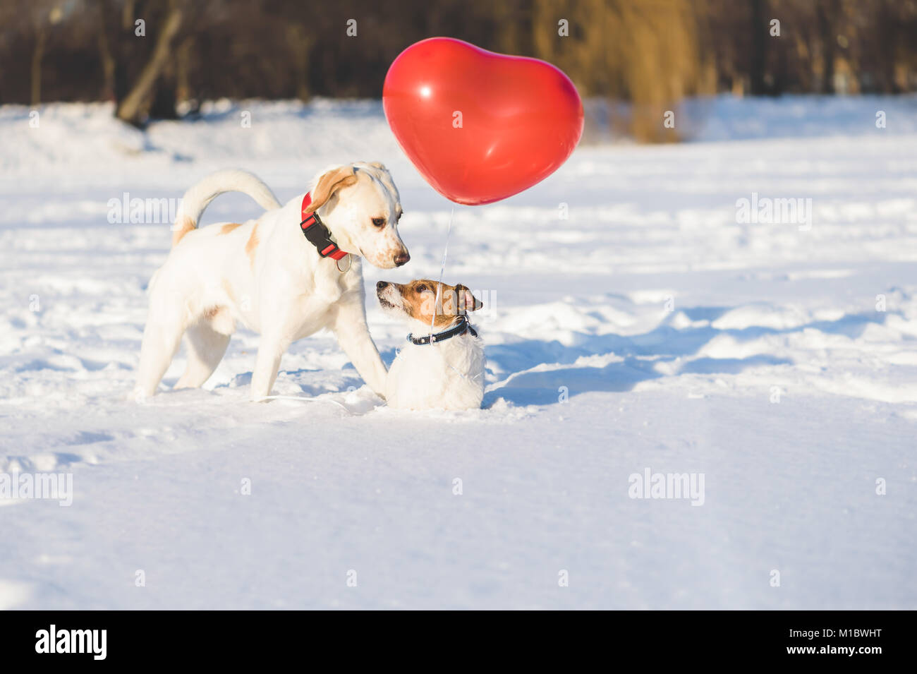 Chien heureux couple avec ballon à air en forme de coeur comme concept de Jour de Valentines Banque D'Images