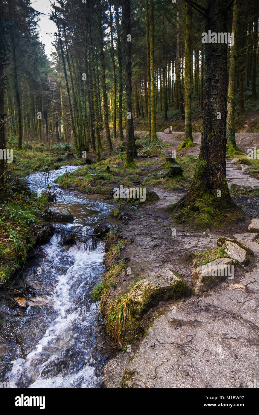Cardinham Woods à Cornwall - une rivière qui coule à travers Cardinham Woods à Bodmin Cornwall. Banque D'Images