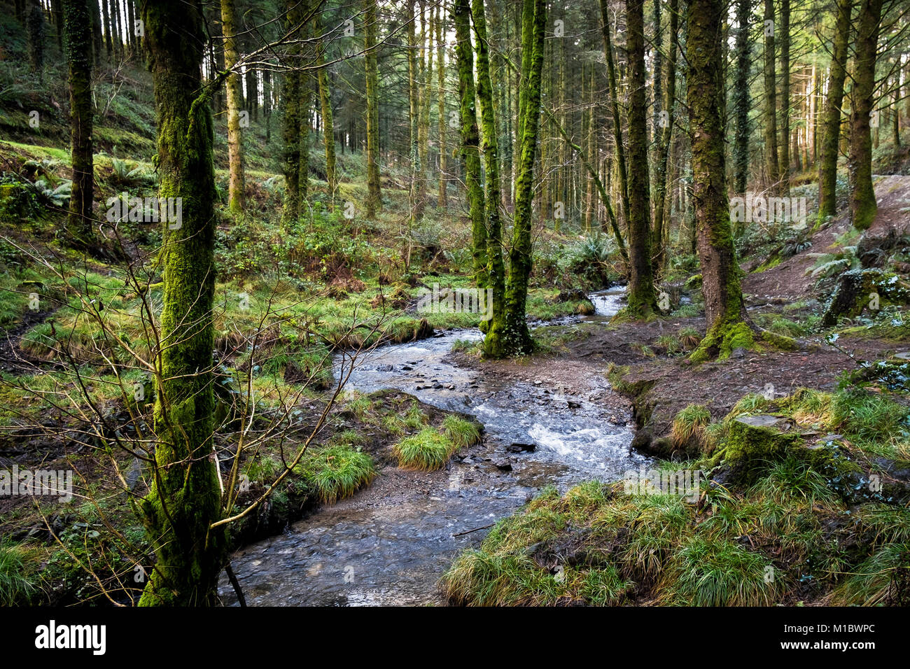 Cardinham Woods à Cornwall - un ruisseau qui coule à travers Cardinham Woods à Bodmin Cornwall. Banque D'Images