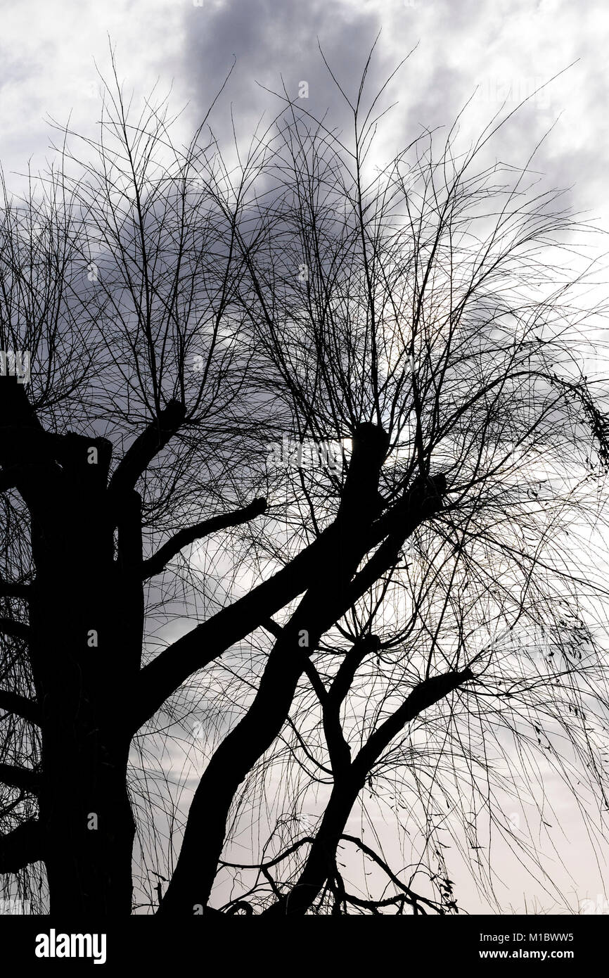 Les branches et les brindilles d'arbres étêtés sillhouetted contre un ciel gris. Banque D'Images