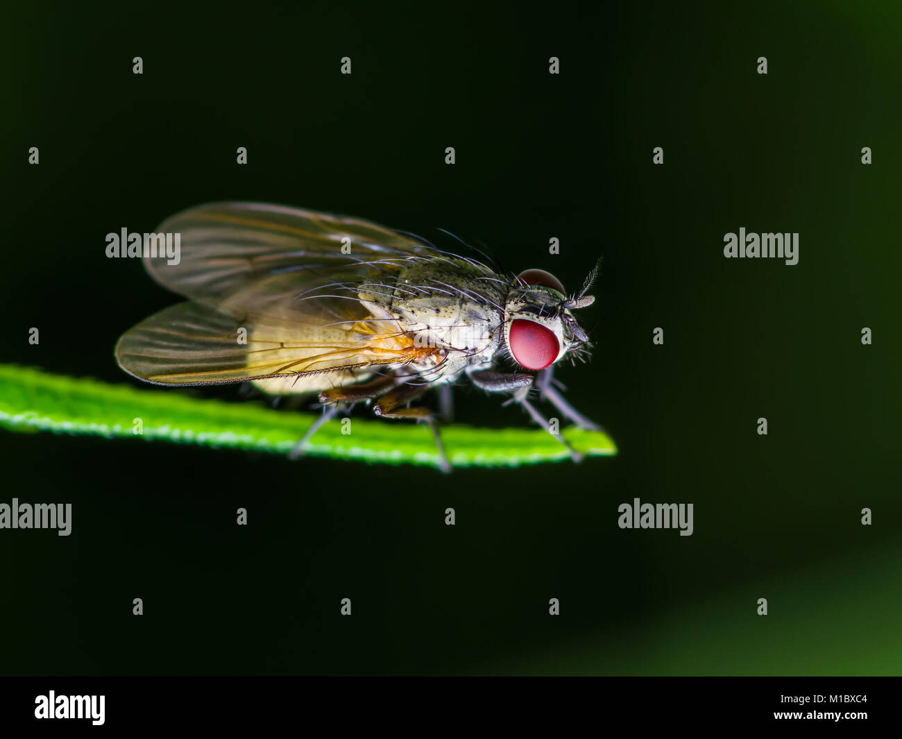 Mouche à fruit Drosophila insectes diptères sur feuille verte Banque D'Images