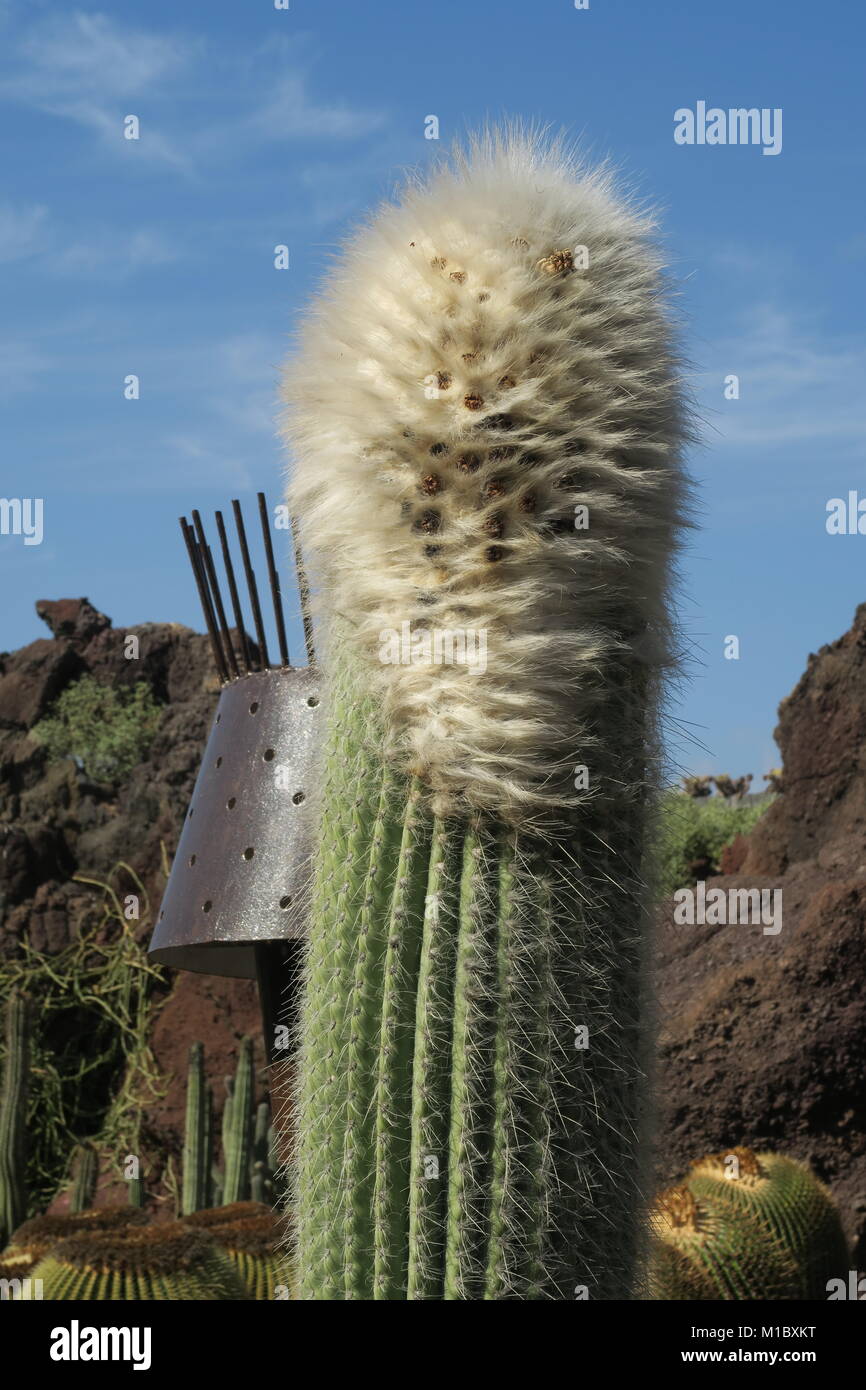 Manrique jardin de cactus, Lanzarote Banque D'Images