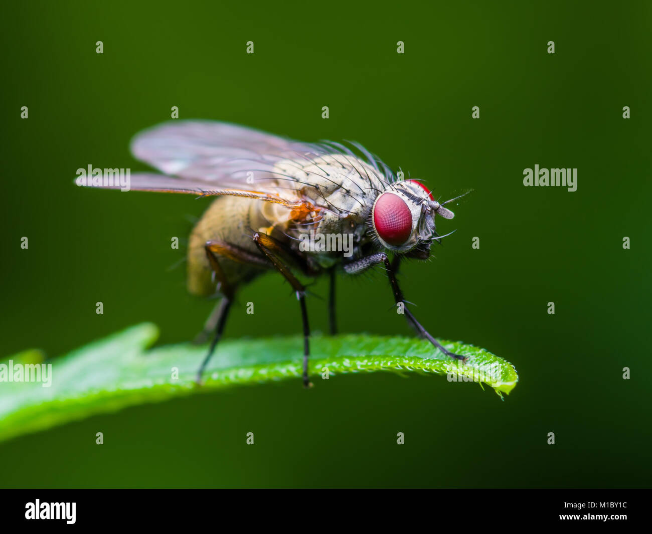 Mouche à fruit Drosophila insectes diptères on Green Grass Banque D'Images