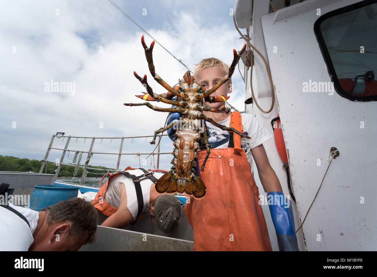 Fils de 9 ans de capitaine de bateau de pêche du homard Le homard est grand c'est la repousse ses griffes. Chebeague Island, Casco Bay, Maine Banque D'Images