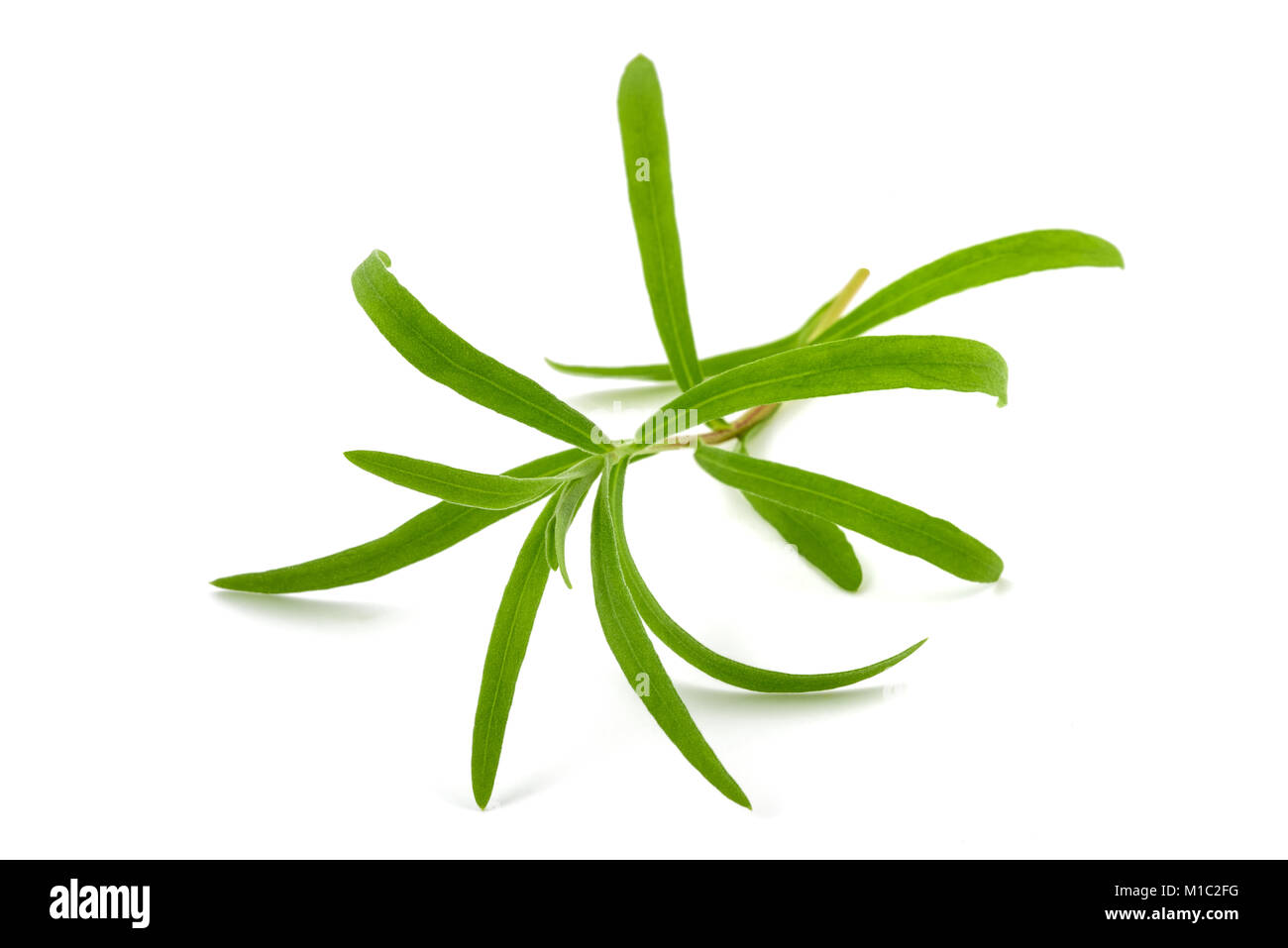Estragon (Artemisia dracunculus) isolé sur fond blanc Banque D'Images