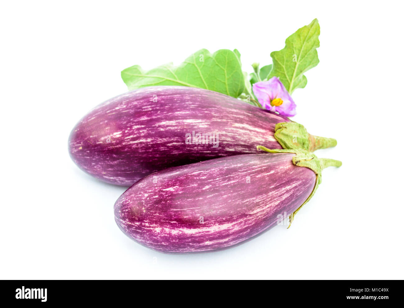 Deux aubergines violet mûre avec des feuilles et fleurs isolé sur fond blanc Banque D'Images