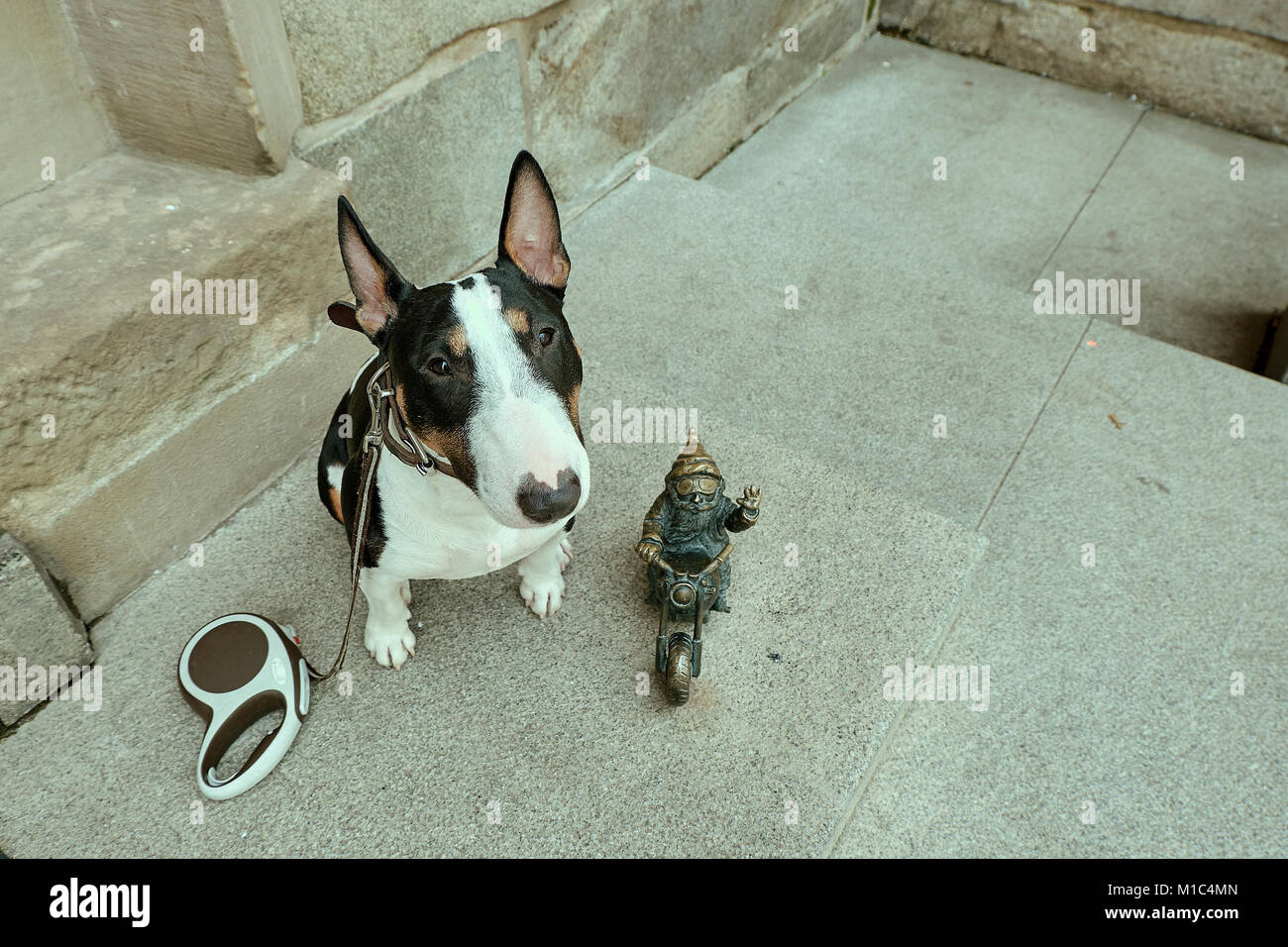 Petite statue gnome nain, gnome biker à moto, statue en bronze avec un petit chien bull terrier miniature vous regardant. Wroclaw, Pologne Banque D'Images