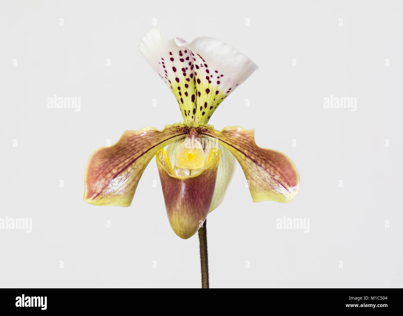 Paphiopedilum ChiChi ("Chi Chi") "slipper orchid flower", "close up" contre fond blanc Banque D'Images