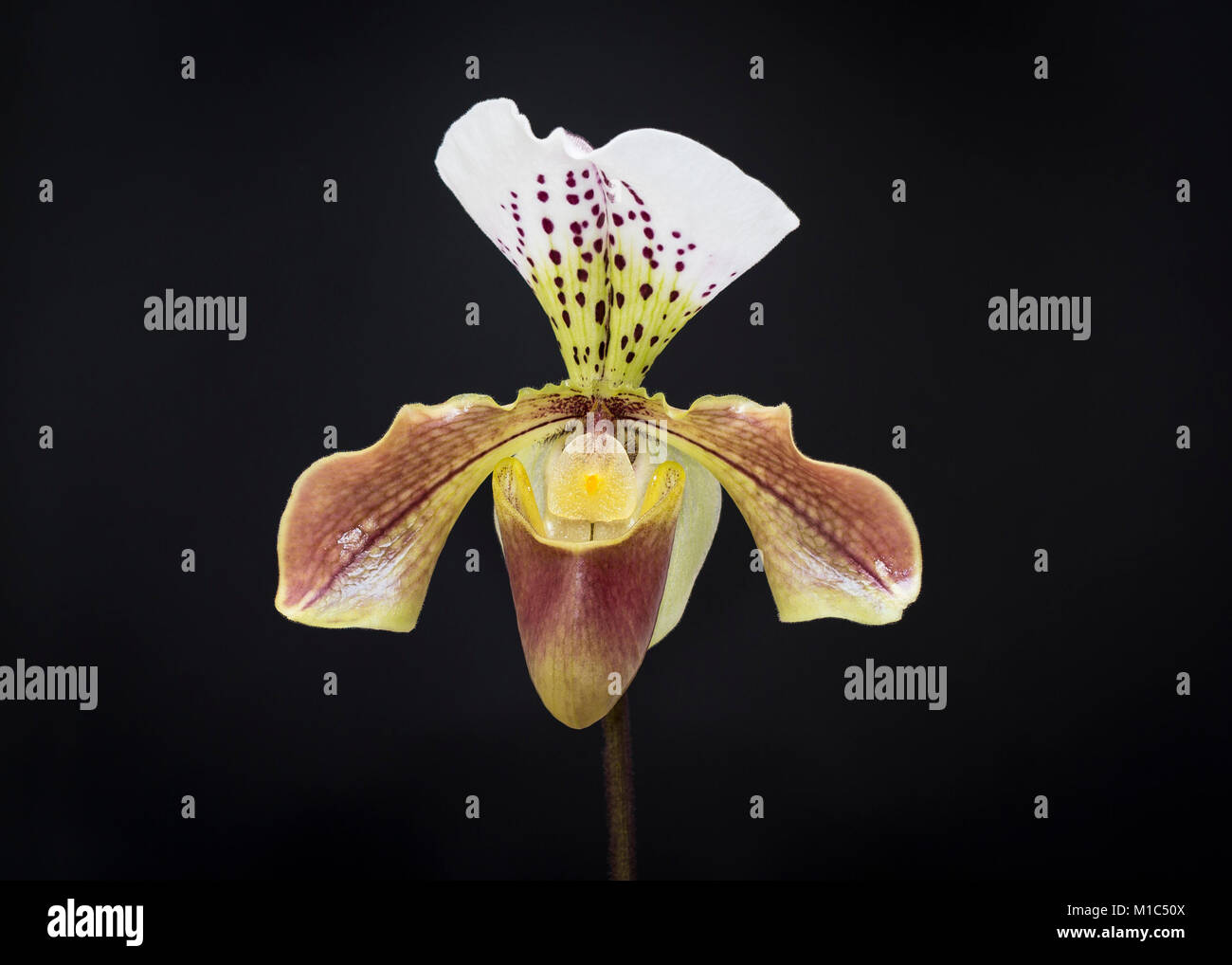 Paphiopedilum ChiChi ("Chi Chi") "slipper orchid flower", "close up" sur fond noir Banque D'Images