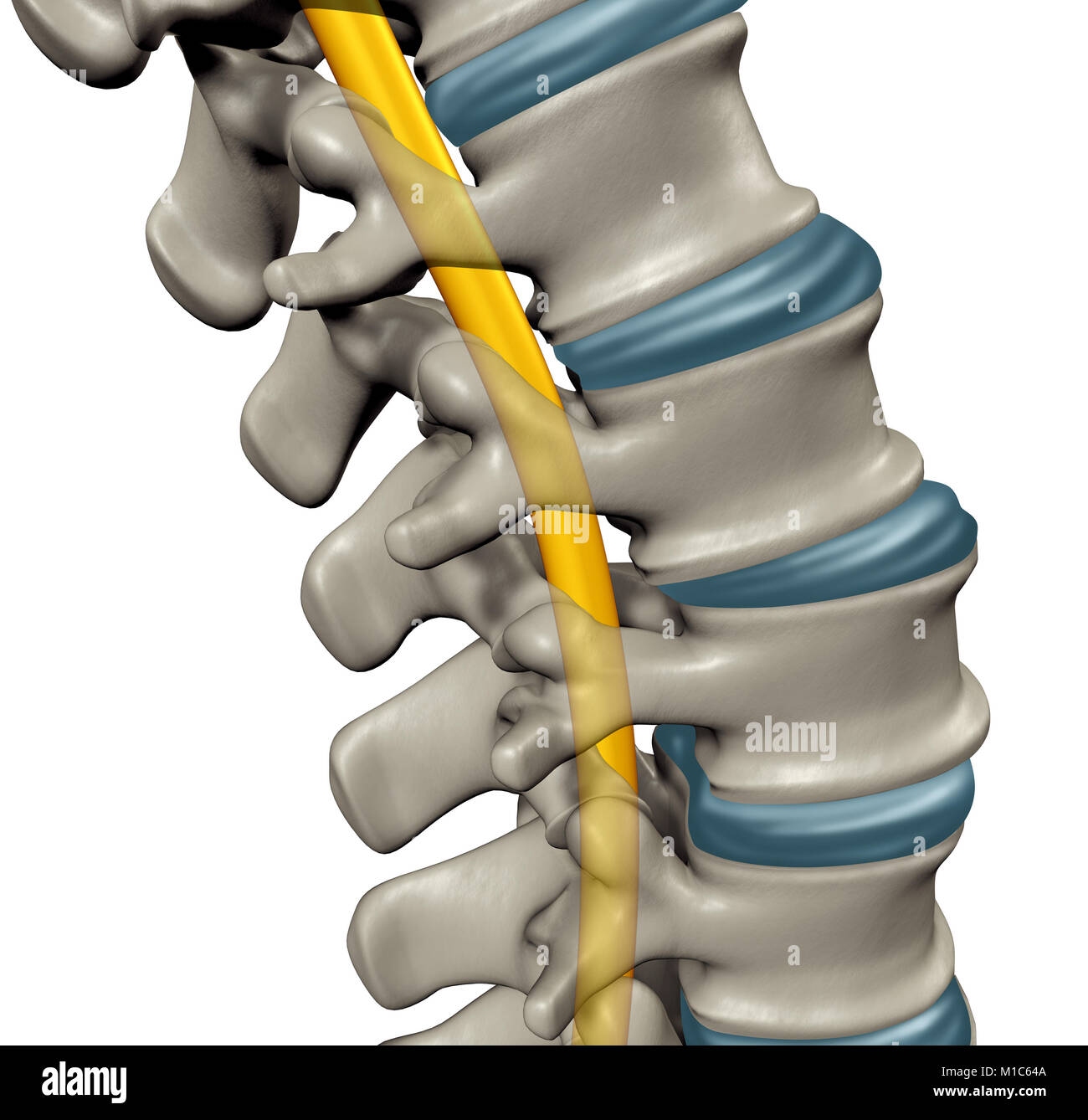 L'anatomie de la moelle épinière concept comme un symbole médical pour le système nerveux central humain et de la colonne vertébrale en 3D illustration. Banque D'Images