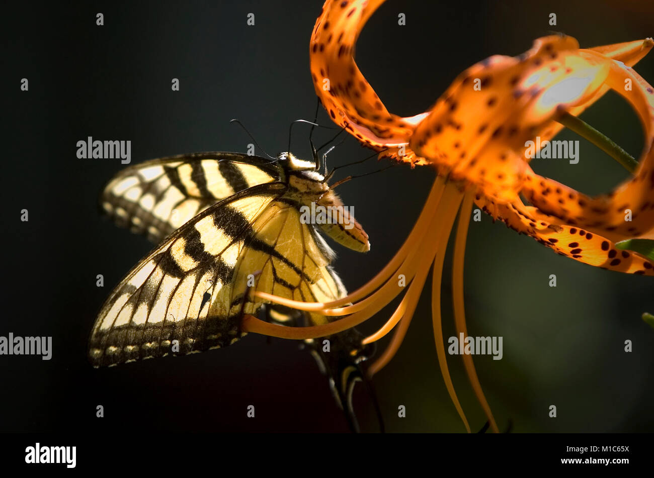 Un papillon sur un Tiger Lilly à Dennis, Massachusetts à Cape Cod, USA Banque D'Images