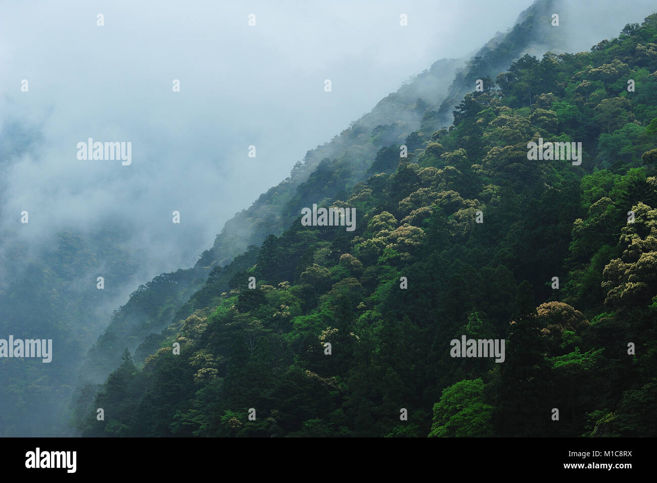 Gorge Toro, Japon Banque D'Images