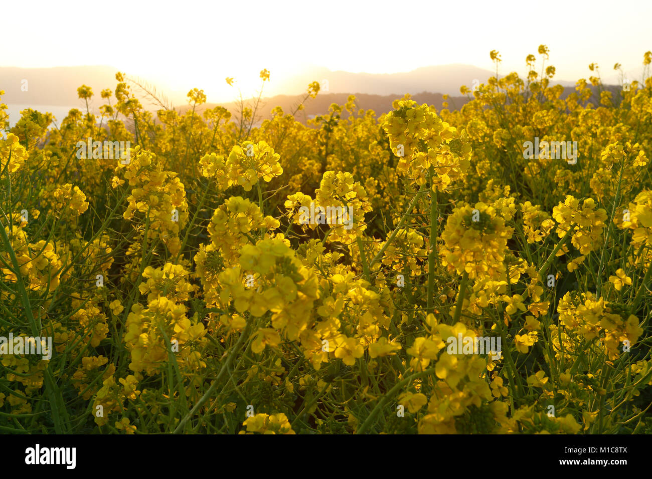 Des fleurs de colza dans le soleil, préfecture de Kanagawa, Japon Banque D'Images