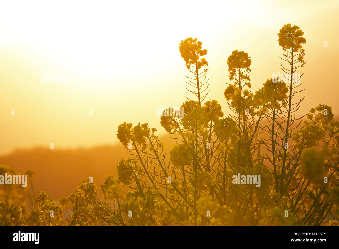 Des fleurs de colza dans le soleil, préfecture de Kanagawa, Japon Banque D'Images