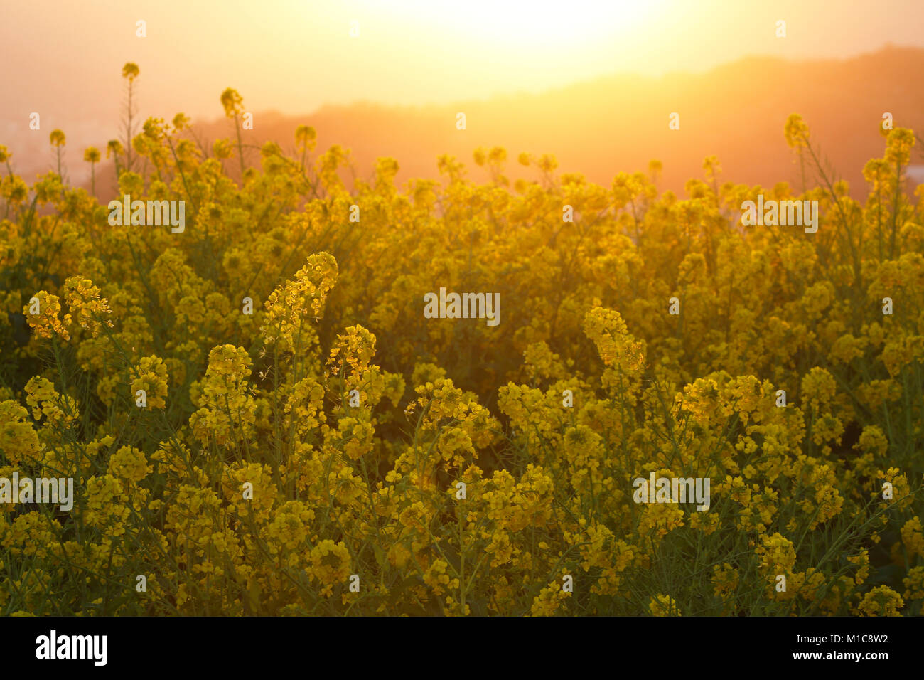 Des fleurs de colza dans le soleil, préfecture de Kanagawa, Japon Banque D'Images