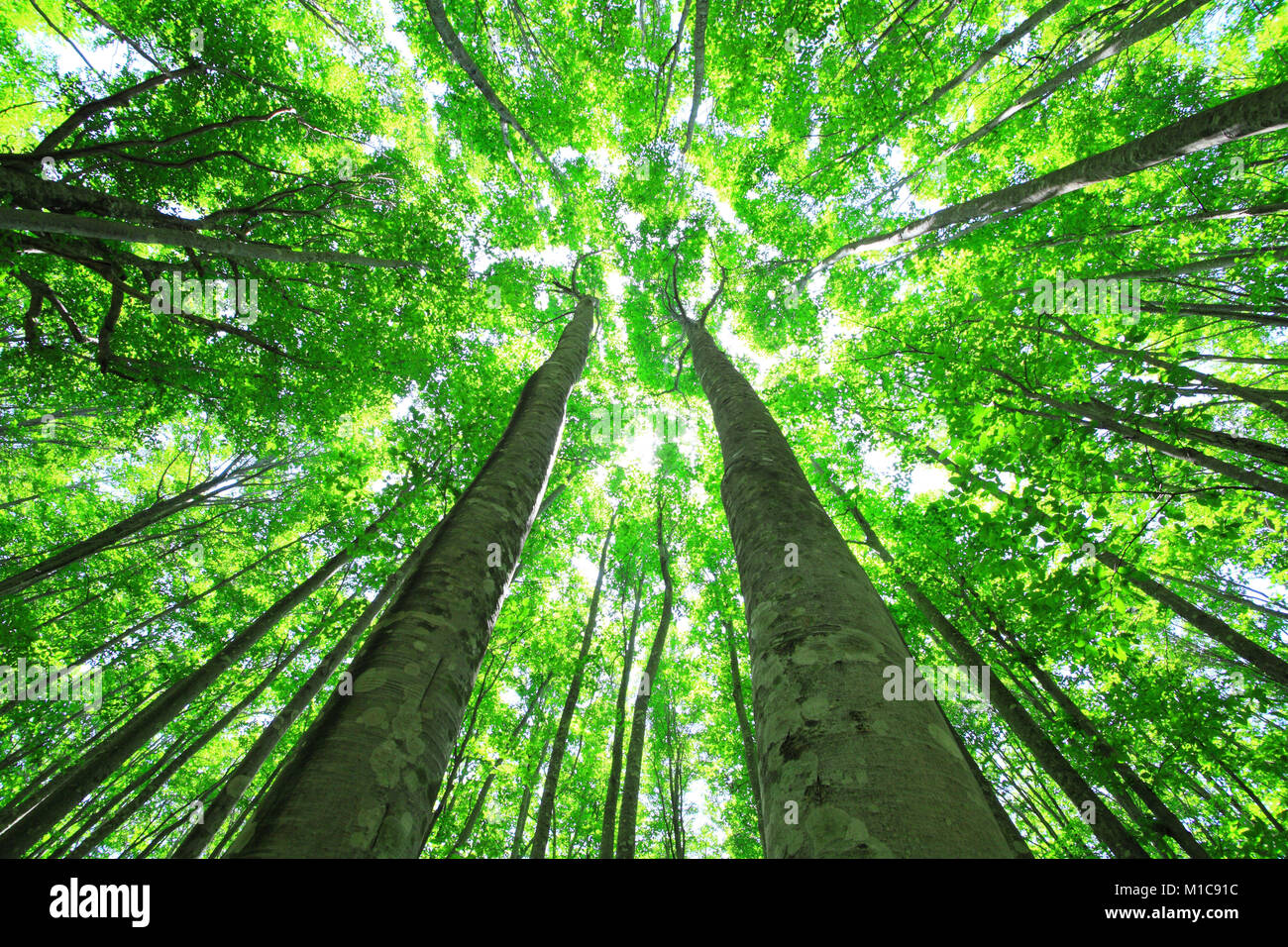 La forêt verte, le Japon Banque D'Images