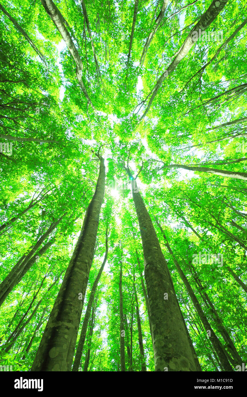 La forêt verte, le Japon Banque D'Images