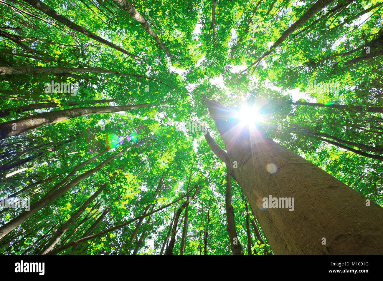 La forêt verte, le Japon Banque D'Images