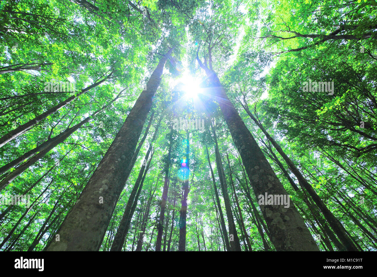 La forêt verte, le Japon Banque D'Images