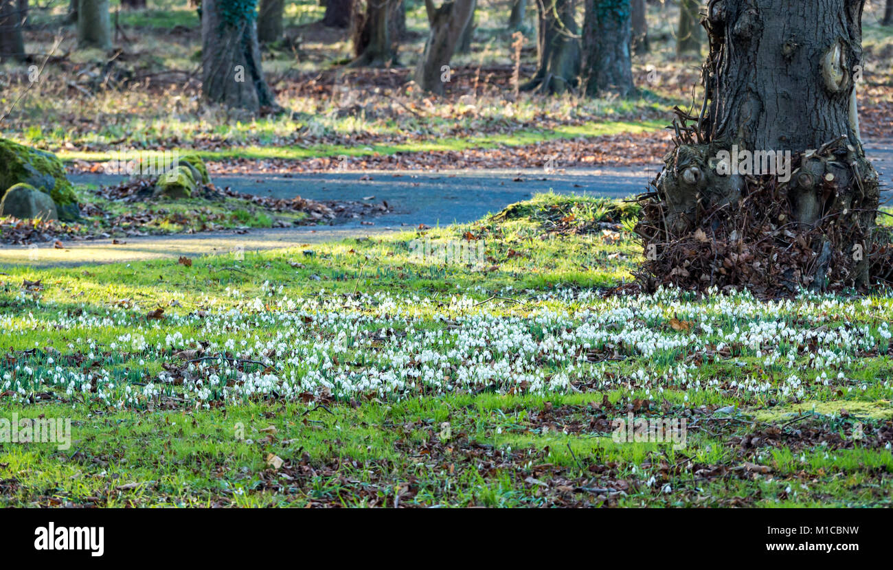 Gosford Estate, East Lothian, Écosse, Royaume-Uni, 29 janvier 2018. Une belle journée ensoleillée de printemps avec des gouttes de neige, Galanthus nivalis Banque D'Images