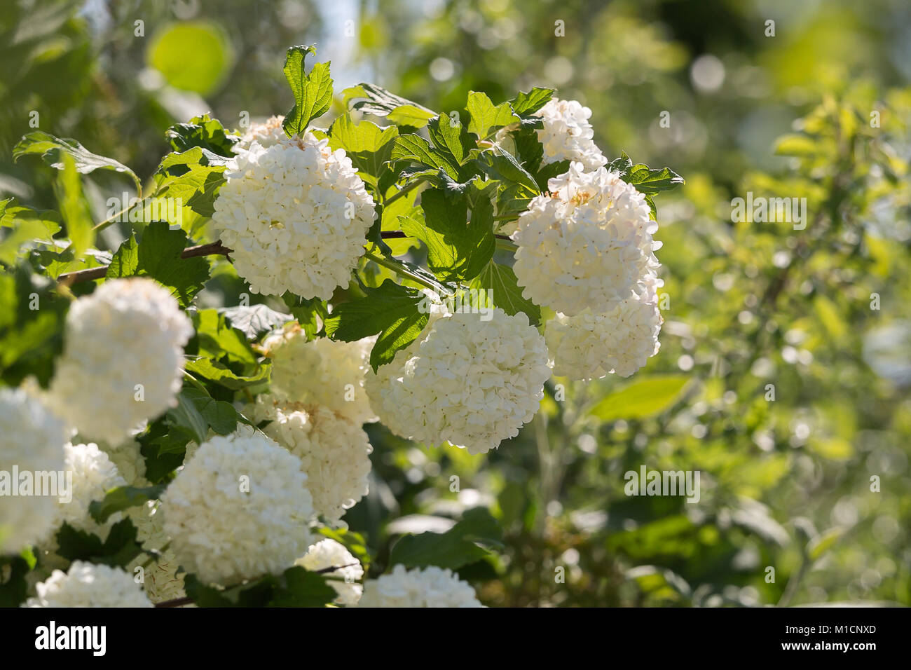Plante ornementale Viburnum boule de fleurs blanches et de feuilles vertes  Photo Stock - Alamy