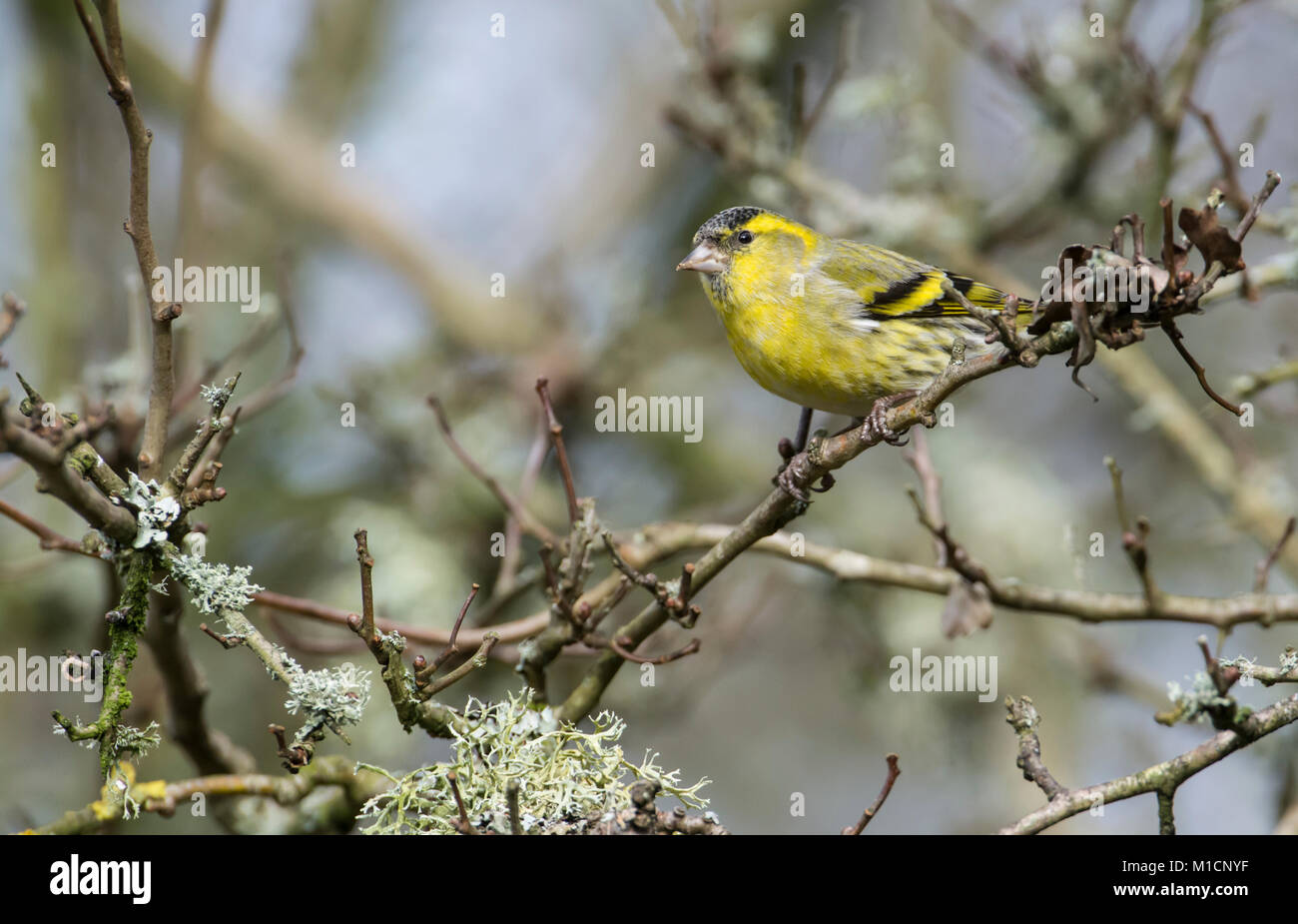 Tarin des pins (Carduelis spinus), homme perché dans un arbre Banque D'Images