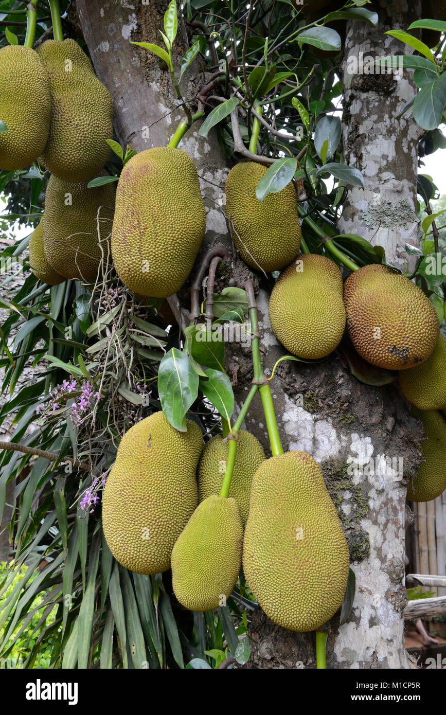 Un Durian tree près du village de Mae Hong Son au nord provinz de Mae Hong Son, dans le nord de la Thaïlande en Southeastasia. Banque D'Images