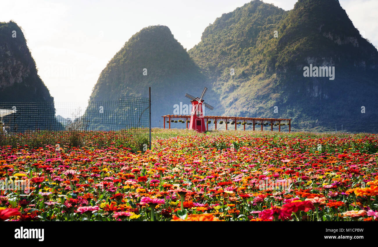 Champ de fleurs avec moulin à vent et des formations karstiques contexte dans le Guangxi, Chine Banque D'Images