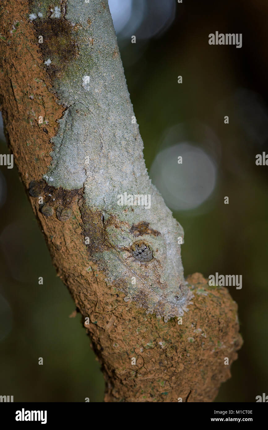 Le sud de l'Leaf-tail Gecko - l'Uroplatus sikorae, forêt tropicale, Madagascar. Bien rares gecko masqués cachée sur l'arbre dans la forêt. Le mimétisme. Camouflage. Banque D'Images