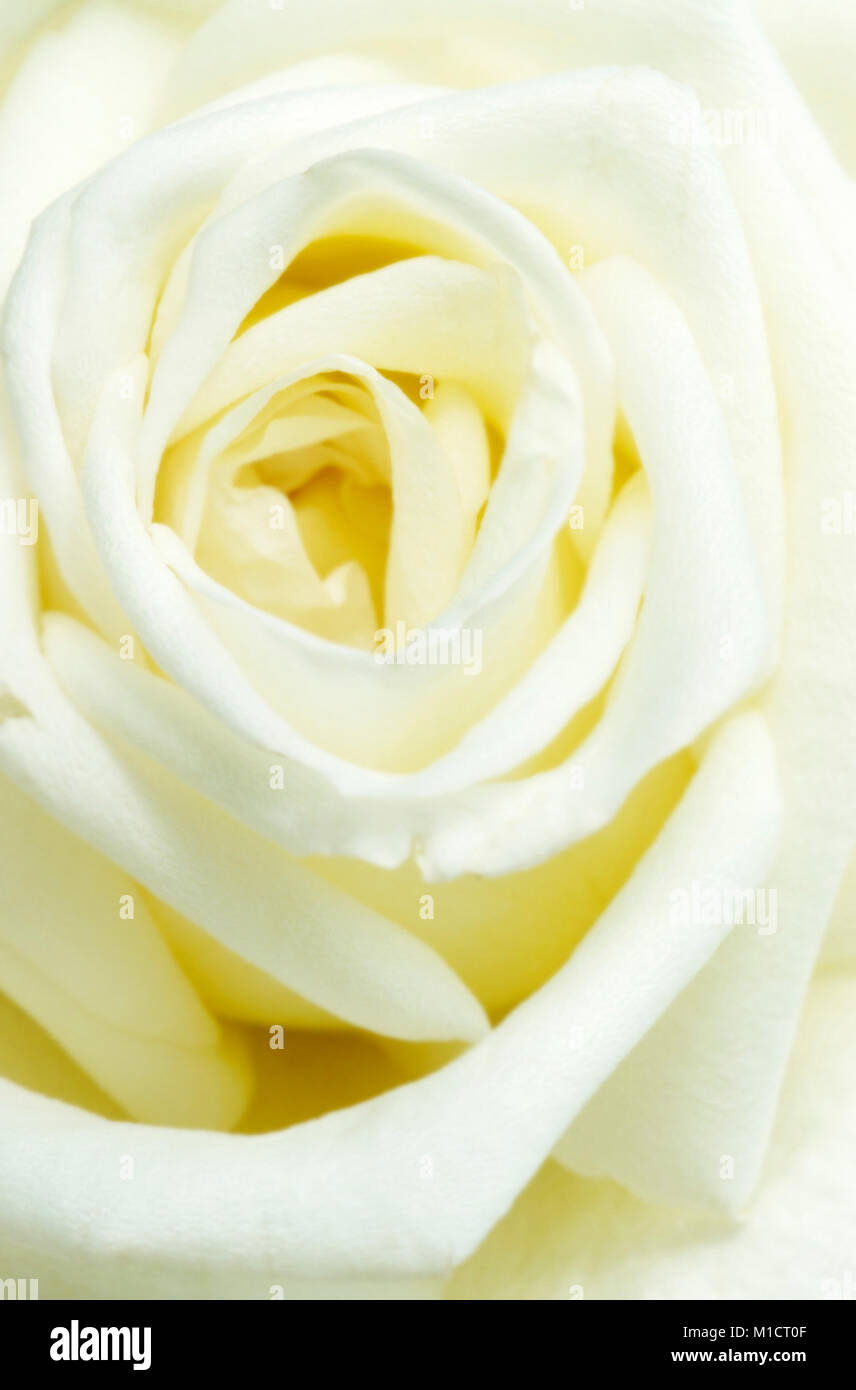 Jardin Rose, blossom detail | Rose, Bluetendetail Banque D'Images