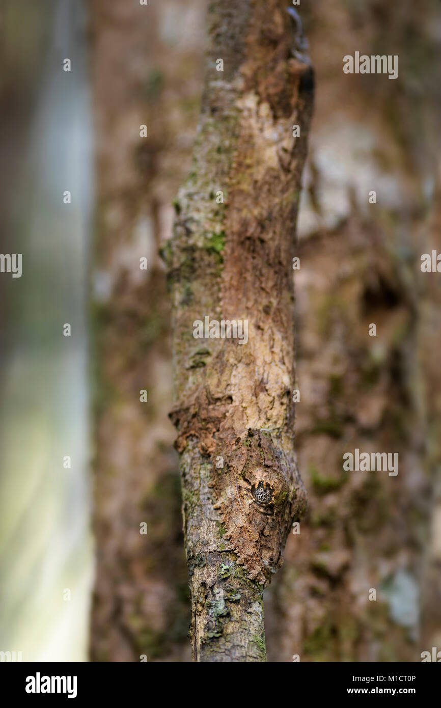 Le sud de l'Leaf-tail Gecko - l'Uroplatus sikorae, forêt tropicale, Madagascar. Bien rares gecko masqués cachée sur l'arbre dans la forêt. Le mimétisme. Camouflage. Banque D'Images