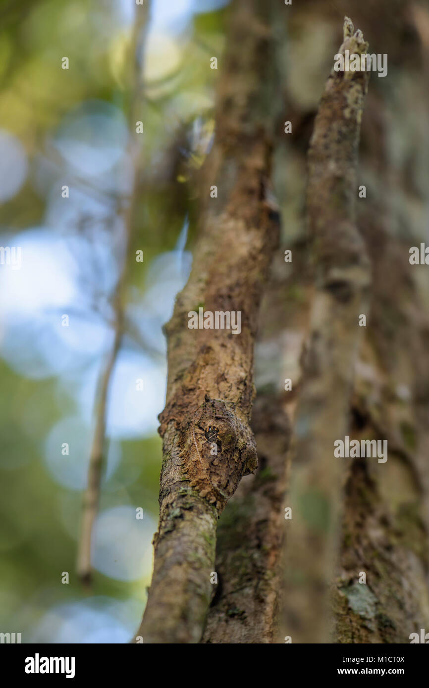 Le sud de l'Leaf-tail Gecko - l'Uroplatus sikorae, forêt tropicale, Madagascar. Bien rares gecko masqués cachée sur l'arbre dans la forêt. Le mimétisme. Camouflage. Banque D'Images