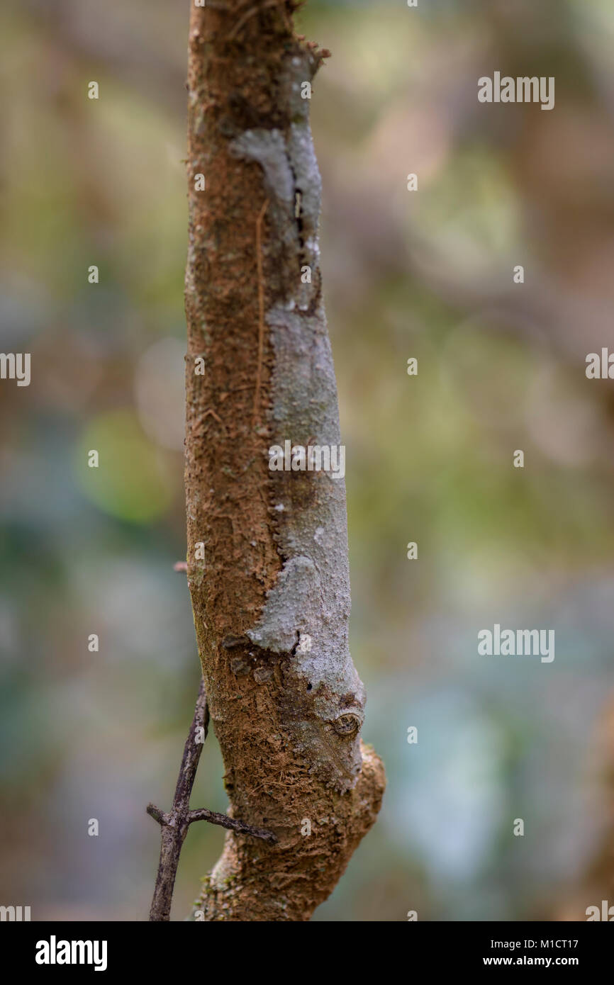 Le sud de l'Leaf-tail Gecko - l'Uroplatus sikorae, forêt tropicale, Madagascar. Bien rares gecko masqués cachée sur l'arbre dans la forêt. Le mimétisme. Camouflage. Banque D'Images