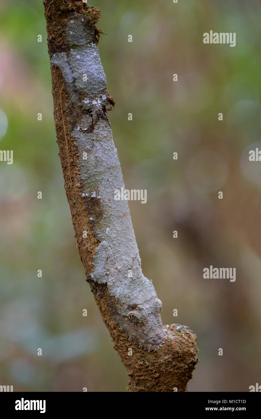 Le sud de l'Leaf-tail Gecko - l'Uroplatus sikorae, forêt tropicale, Madagascar. Bien rares gecko masqués cachée sur l'arbre dans la forêt. Le mimétisme. Camouflage. Banque D'Images