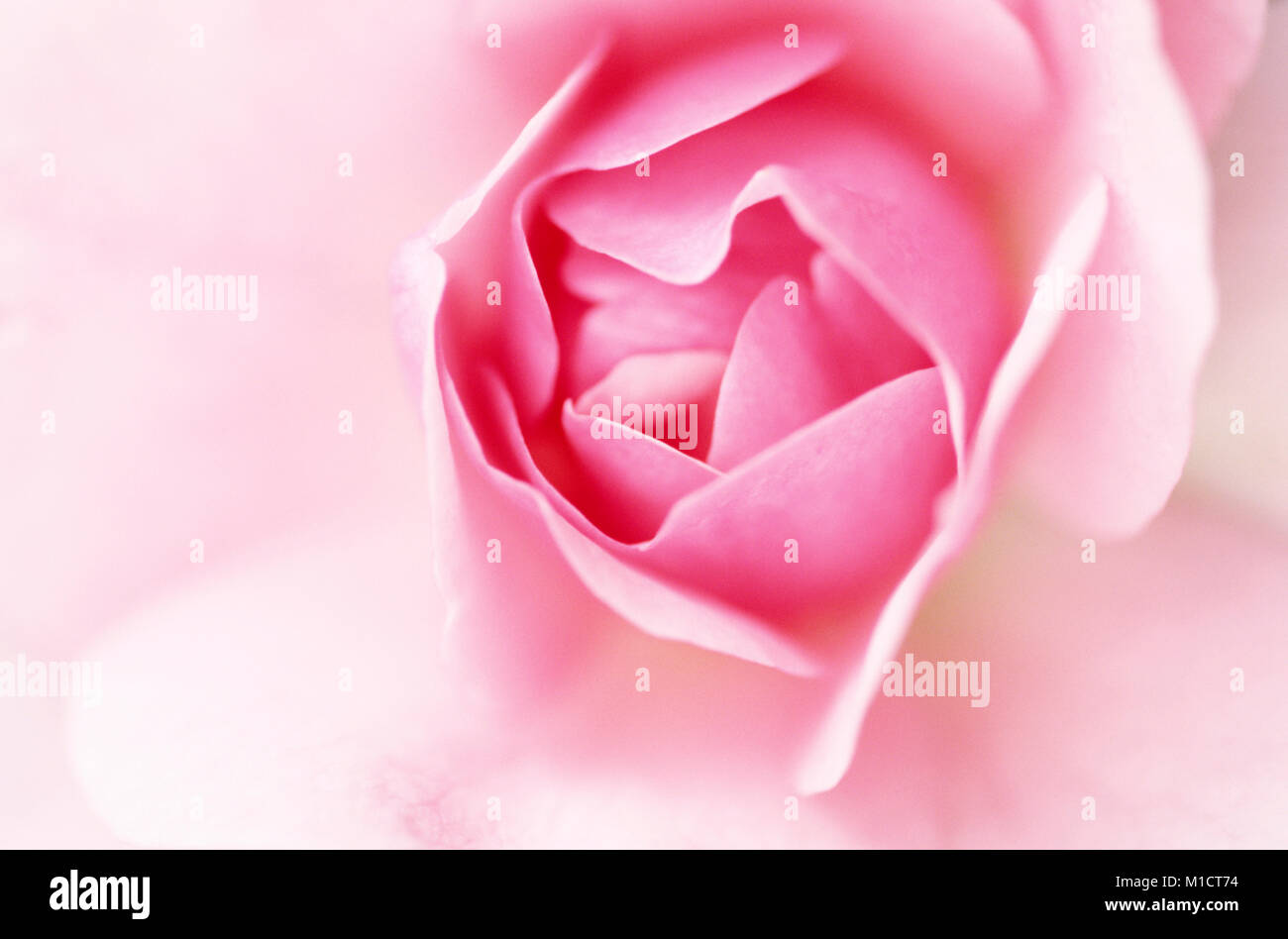 Jardin Rose, blossom detail | Rose, Bluetendetail Banque D'Images