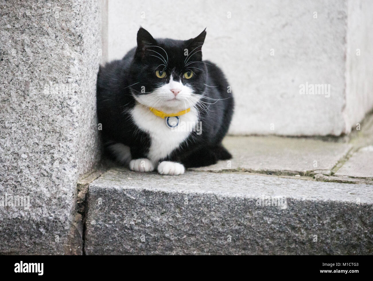 Palmerston, chef Mouser du Bureau des affaires étrangères et du Commonwealth, détend par Downing Street. Il est arrivé de Battersea dogs and cats home Banque D'Images