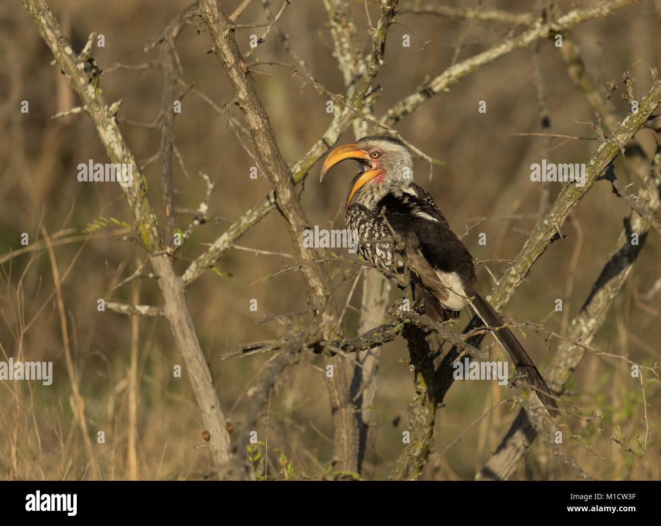 Oiseau calao perching on branch Banque D'Images