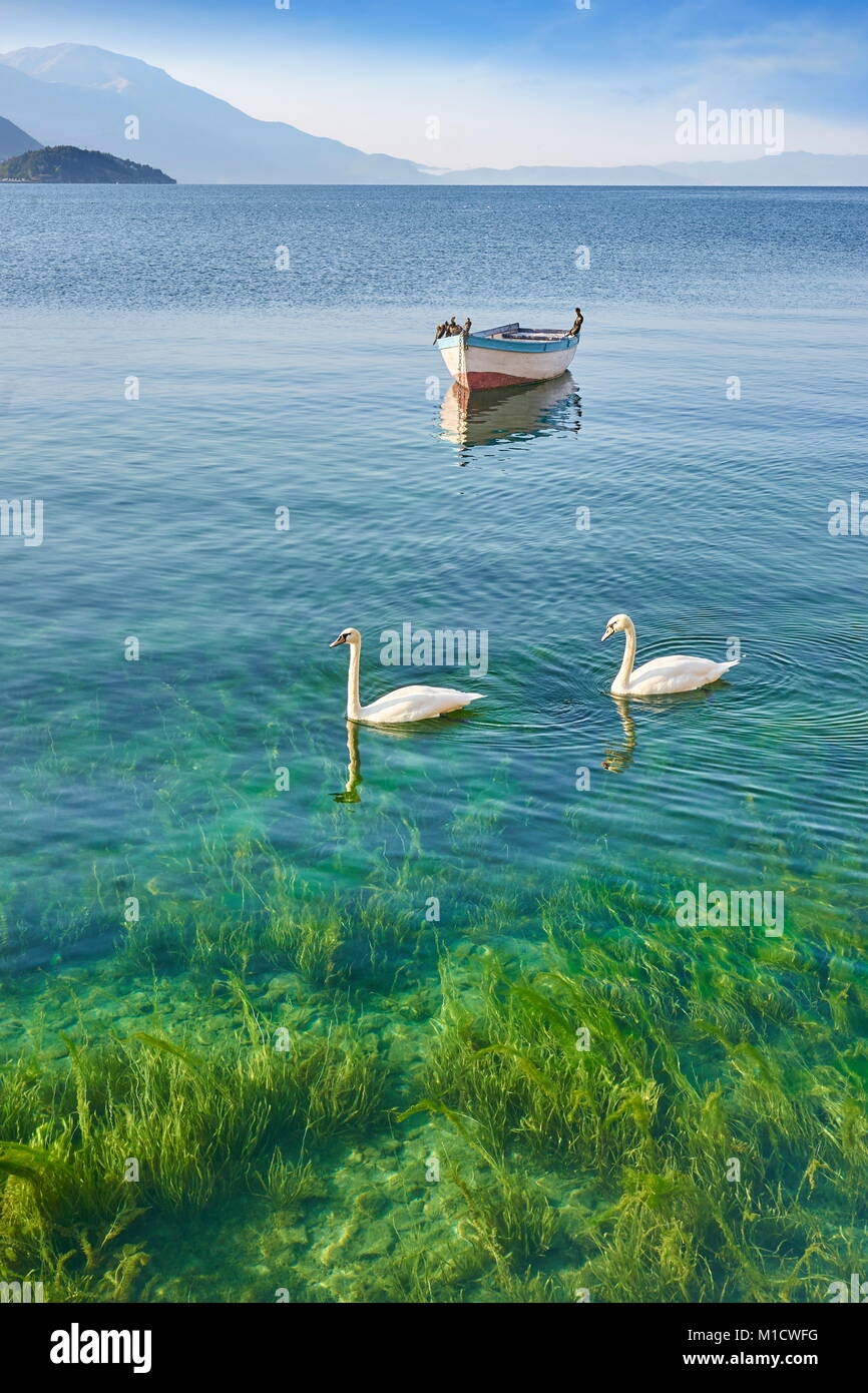 Deux cygnes o le lac d'Ohrid, Macédoine Banque D'Images