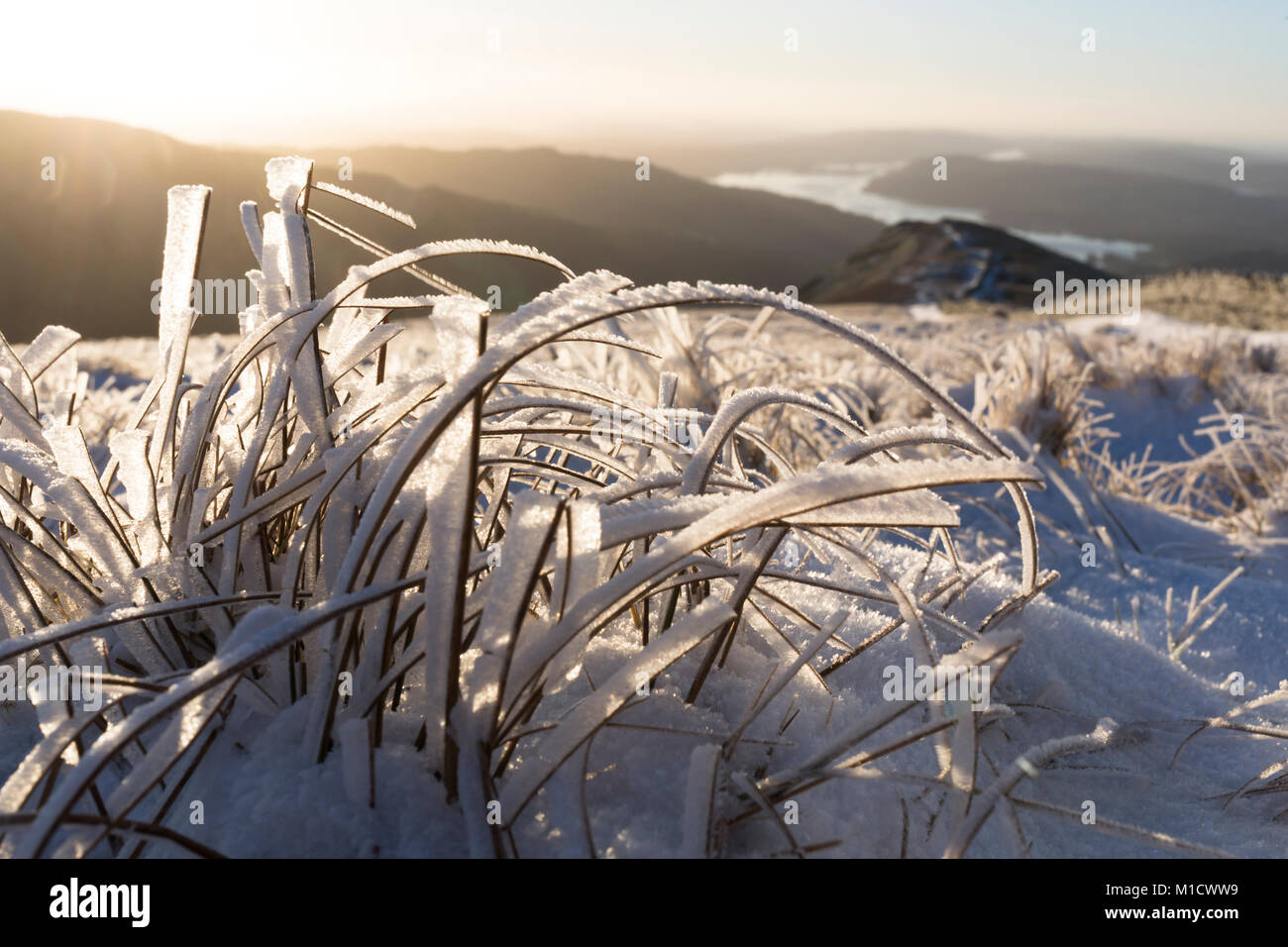 L'herbe de montagne congelée en aube lumière, Lake District, UK Banque D'Images
