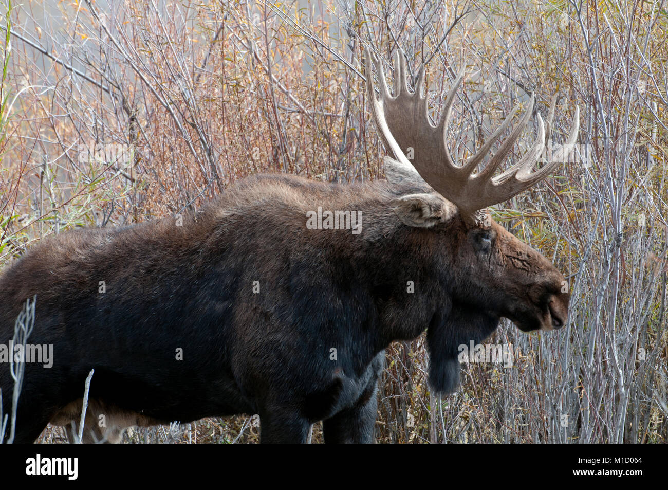 Bull trophée orignal (Alces alces) au Parc National de Grand Teton, Wyoming Banque D'Images
