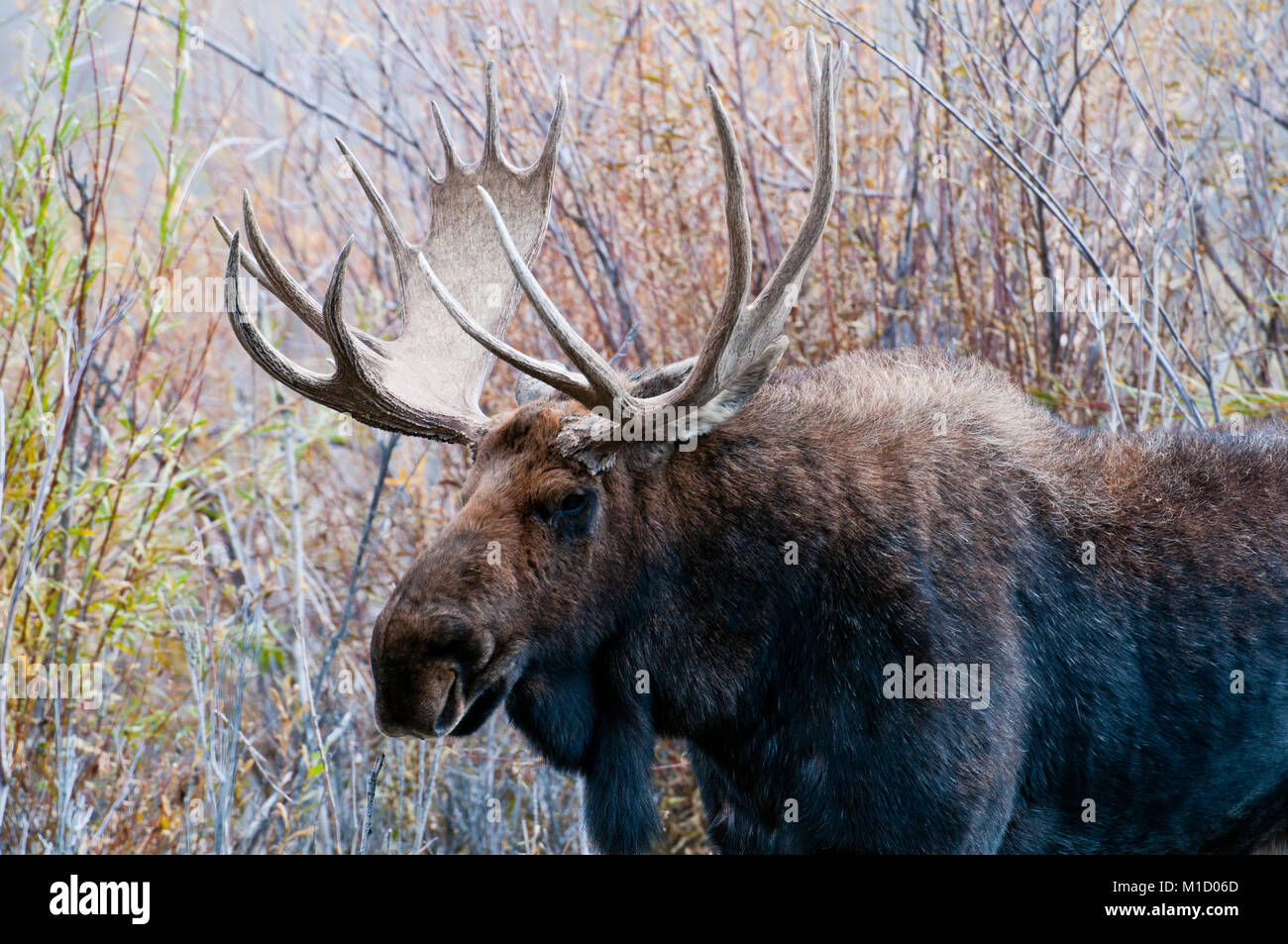 Bull trophée orignal (Alces alces) au Parc National de Grand Teton, Wyoming Banque D'Images Bull trophée orignal (Alces alces) au Parc National de Grand Teton, Wyoming Banque D'Images
