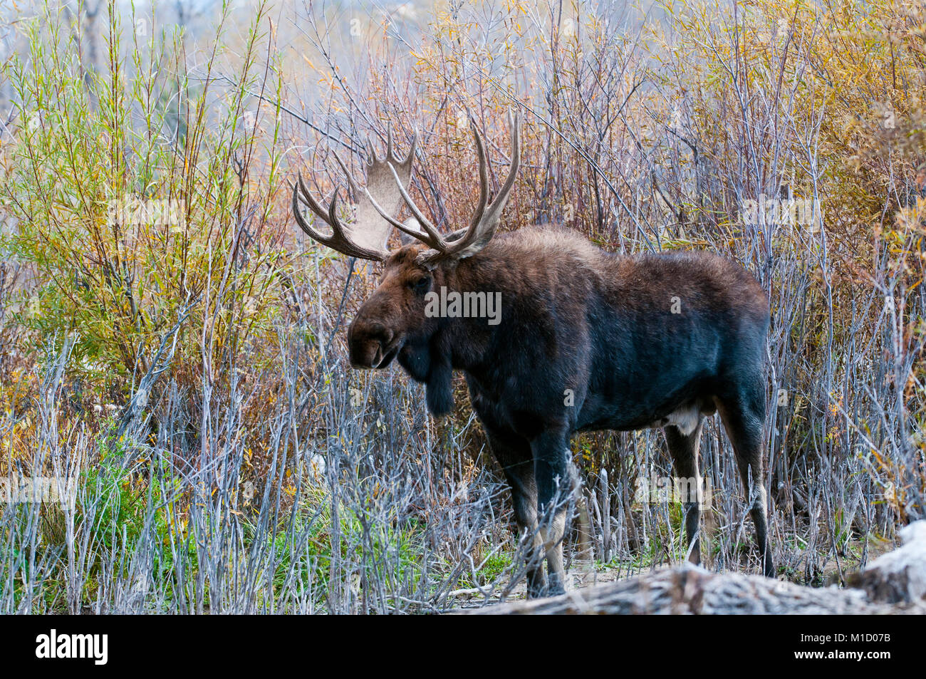Bull trophée orignal (Alces alces) au Parc National de Grand Teton, Wyoming Banque D'Images Bull trophée orignal (Alces alces) au Parc National de Grand Teton, Wyoming Banque D'Images